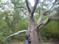 The Great White Oak of New Braintree. It took 7 men holding hands to reach around the trunk at chest height. Our name 'Great Oak Services' is based on this tree!